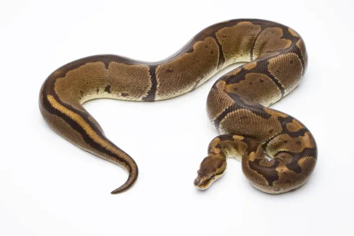 Impresión enmarcada : Pitón Real -Python regius-, Super Veneno, hembra, Markus Theimer criaderos de reptiles, Austria.