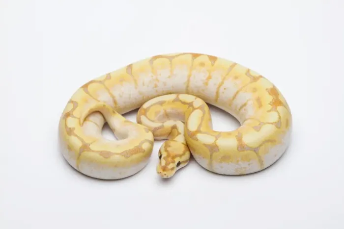 Impresión enmarcada : Araña CG Ball Python o Royal Python -Python regius-, macho. Impresión enmarcada : Araña CG Ball Python o Royal Python -Python regius-, macho.