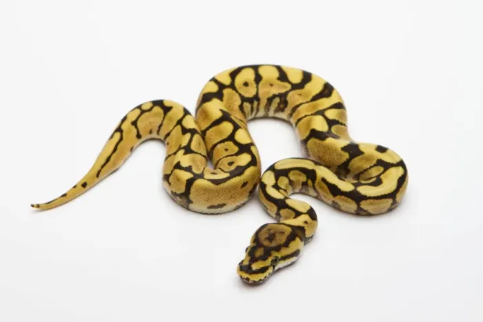 Impresión enmarcada : Fantomas de Araña Vientre Amarillo Ball Python o Royal Python -Python regius-, macho. Impresión enmarcada : Fantomas de Araña Vientre Amarillo Ball Python o Royal Python -Python regius-, macho.