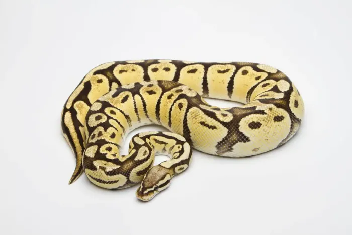 Impresión enmarcada : Serpiente de Ball Python a la vainilla o Serpiente Real -Python regius-, hembra. Impresión enmarcada : Serpiente de Ball Python a la vainilla o Serpiente Real -Python regius-, hembra.