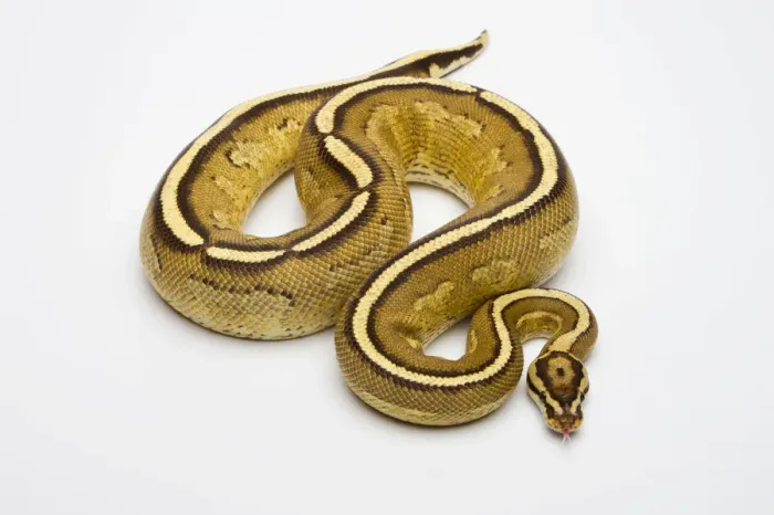 Impresión enmarcada : Ball Python Superstripe o Royal Python -Python regius-, macho.