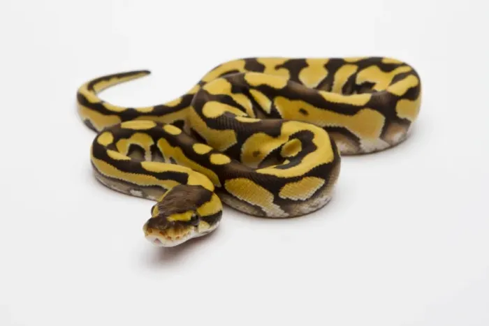 Impresión enmarcada : Tigre Fantasma Ball Python o Falsa Víbora Real -Python regius-, hembra.