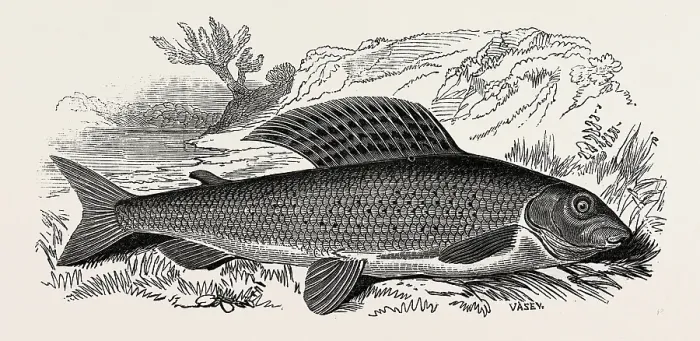 Impresión enmarcada : El Grayling.