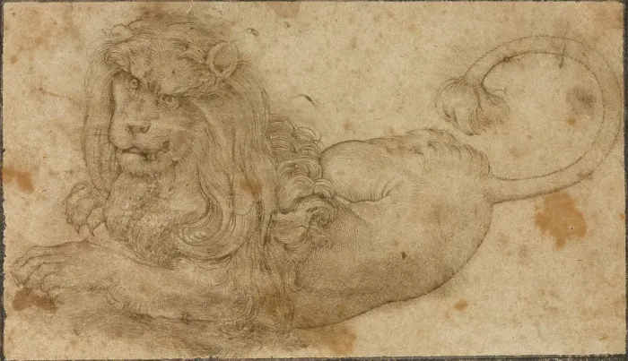 Impresión enmarcada : Estudio de un León Impresión enmarcada : Estudio de un León