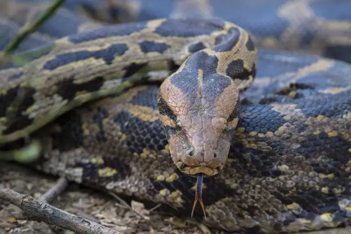 Impresión enmarcada : Pitón indio (Python molurus), lengua que chasquea, Rajastán, India. Impresión enmarcada : Pitón indio (Python molurus), lengua que chasquea, Rajastán, India.