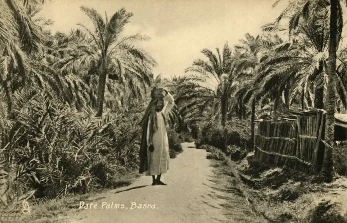 Impresión enmarcada : Palmeras de dátiles, Basora, c1918-c1939. Creador: Desconocido.
