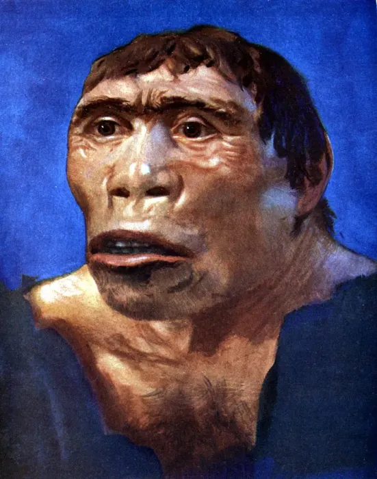 Impresión enmarcada : Hombre de Java (Pithecanthropus erectus) Impresión enmarcada : Hombre de Java (Pithecanthropus erectus)