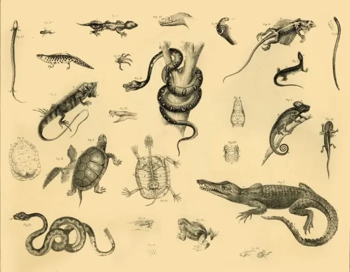 Impresión enmarcada : Reptiles, c1910. Creador: Desconocido Impresión enmarcada : Reptiles, c1910. Creador: Desconocido