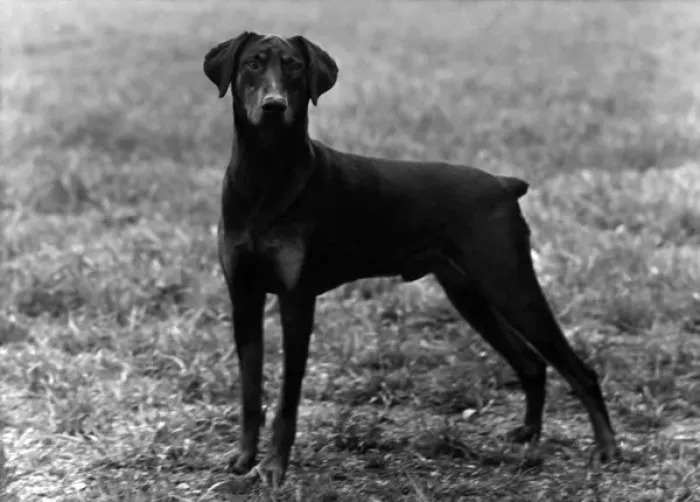 Impresión enmarcada : Caída / Dobermann / 1952 Impresión enmarcada : Caída / Dobermann / 1952