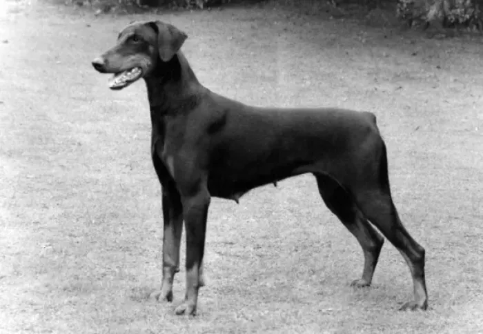 Impresión enmarcada : Caída / Dobermann / 1983 Impresión enmarcada : Caída / Dobermann / 1983