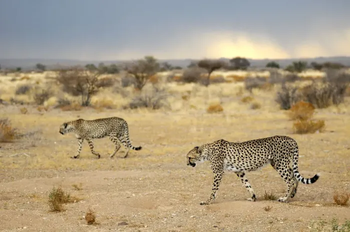 Impresión enmarcada : Namibia. Gacela (Acinonyx jubatus), Campamento de Árbol de Flecha