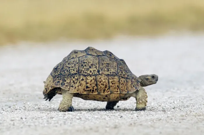 Impresión enmarcada : Tortoise. Tortuga de Tierra Africana (Geochelone sulcata)