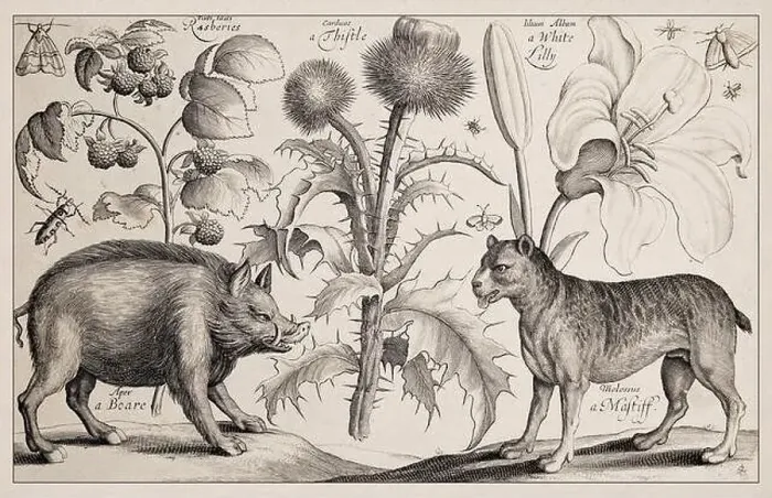 Impresión enmarcada : '1663 Grabado a buril de Wenceslaus Hollar'.