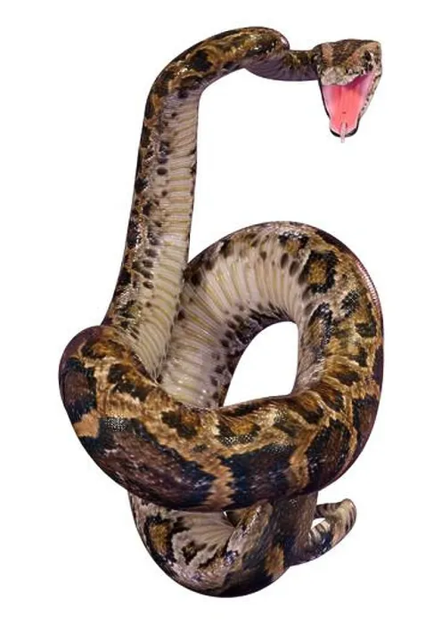 Impresión enmarcada : Representación en 3D de una boa birmana o Python bivittatus.