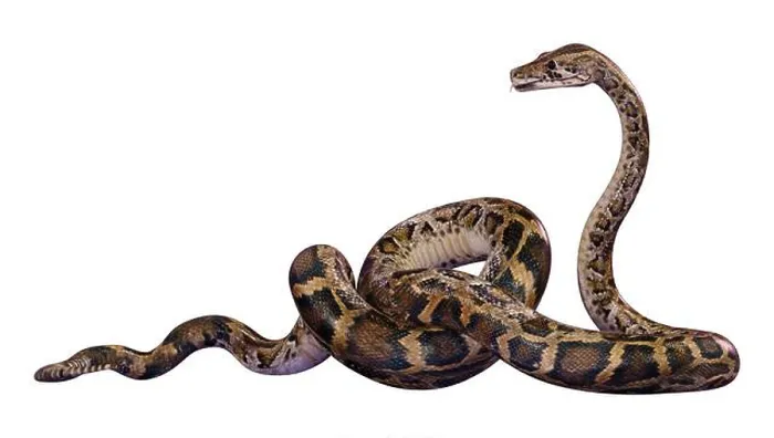 Impresión enmarcada : Renderizado en 3D de una serpiente de Burdeos o Python bivittatus, una de las serpientes más grandes del mundo.