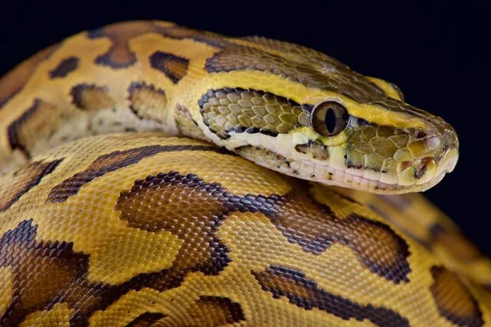 Impresión enmarcada : Pitón rocoso africano (Python sebae).