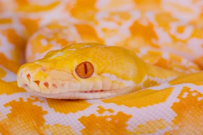 Impresión enmarcada : Pitón de python reticulado albinos / Pitón reticulado. Impresión enmarcada : Pitón de python reticulado albinos / Pitón reticulado.