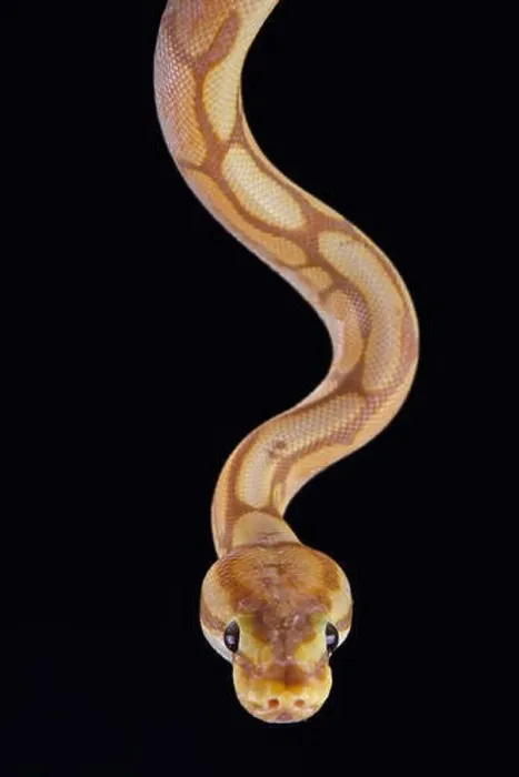 Impresión enmarcada : La serpiente de la bola (Python regius).
