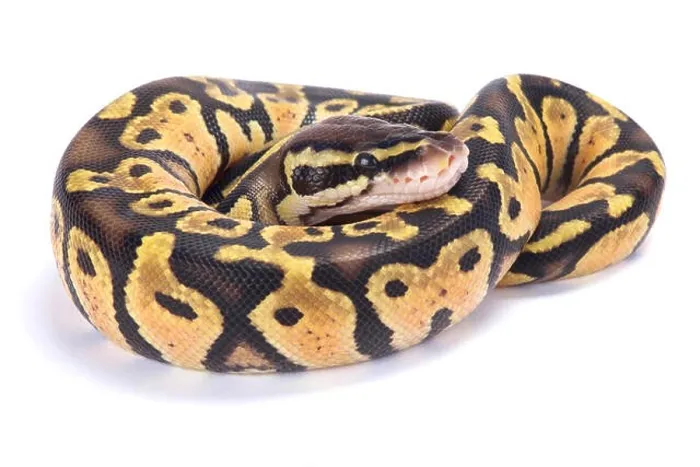 Impresión enmarcada : La serpiente de la bola, Python regius.
