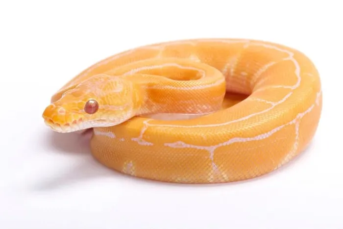 Impresión enmarcada : Serpiente de bola, Python regius, albino rayado.
