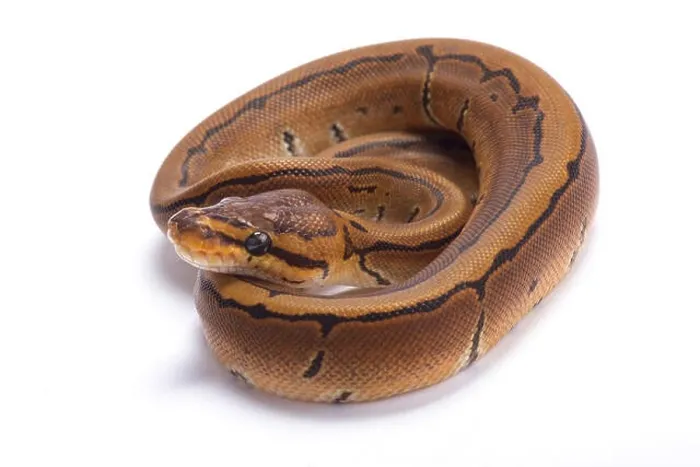 Impresión enmarcada : Anaconda de balón, Python regius, pinstripe.