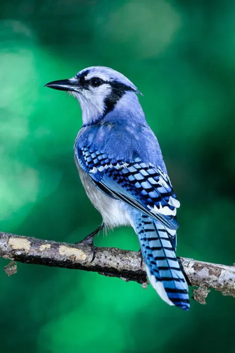 Impresión enmarcada : Azul Jay Azul Impresión enmarcada : Azul Jay Azul