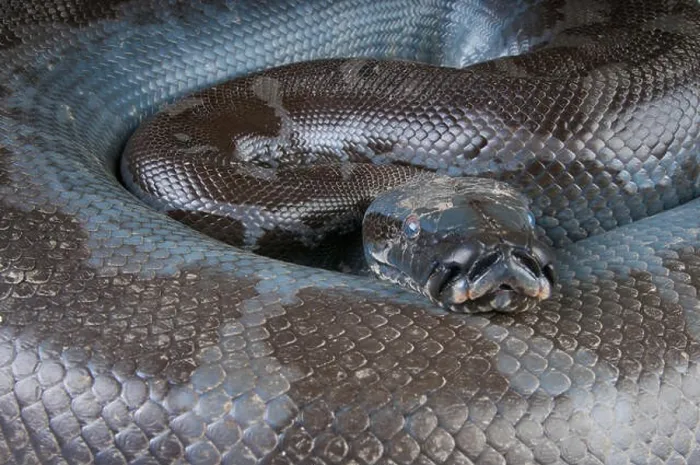 Impresión enmarcada : Pitón de Borneo / Python curtus breitensteini Impresión enmarcada : Pitón de Borneo / Python curtus breitensteini