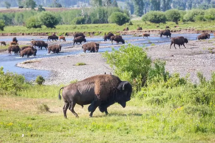 Impresión enmarcada : Buffalo