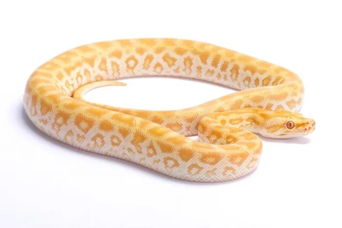 Impresión enmarcada : Pitón de Birmania, Python bivittatus, albinos del laberinto. Impresión enmarcada : Pitón de Birmania, Python bivittatus, albinos del laberinto.