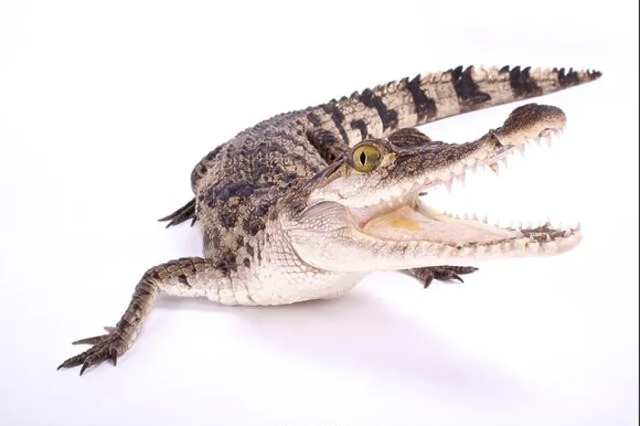 Impresión enmarcada : Cocodrilo filipino, Crocodylus mindorensis. Impresión enmarcada : Cocodrilo filipino, Crocodylus mindorensis.
