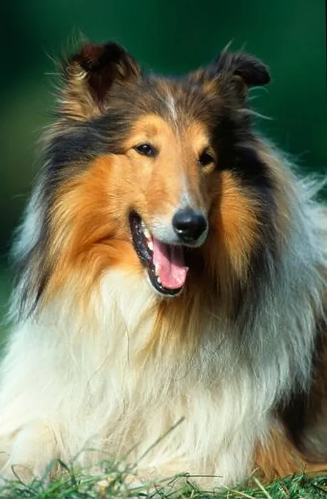Impresión enmarcada : Collie de pelo rizado Impresión enmarcada : Collie de pelo rizado