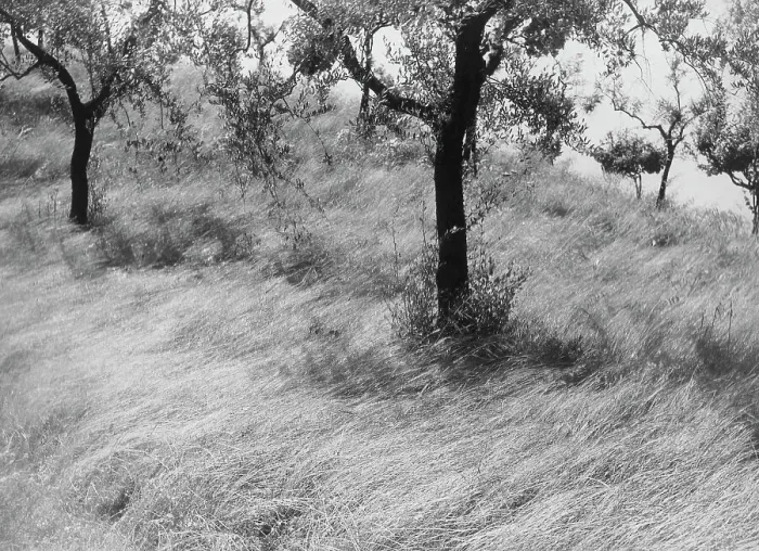 Impresión enmarcada : Olivos en un paisaje italiano
