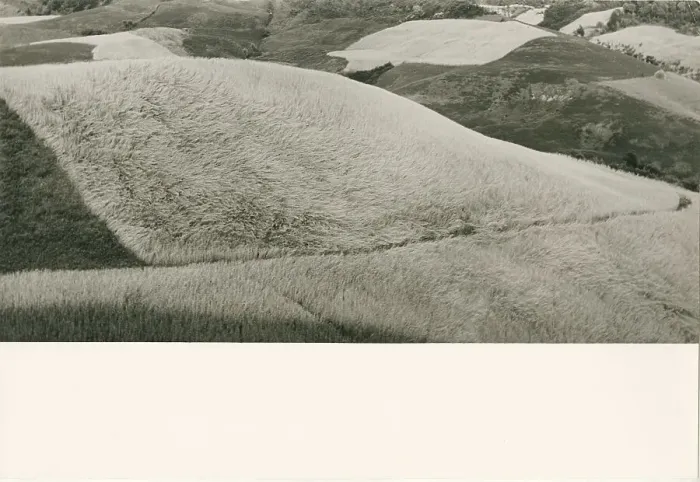 Impresión enmarcada : Campo de trigo