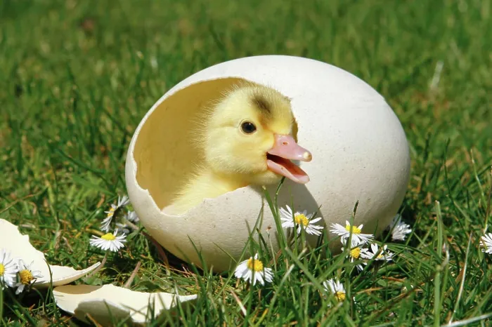 Impresión enmarcada : Un pollo en su cascarón.
