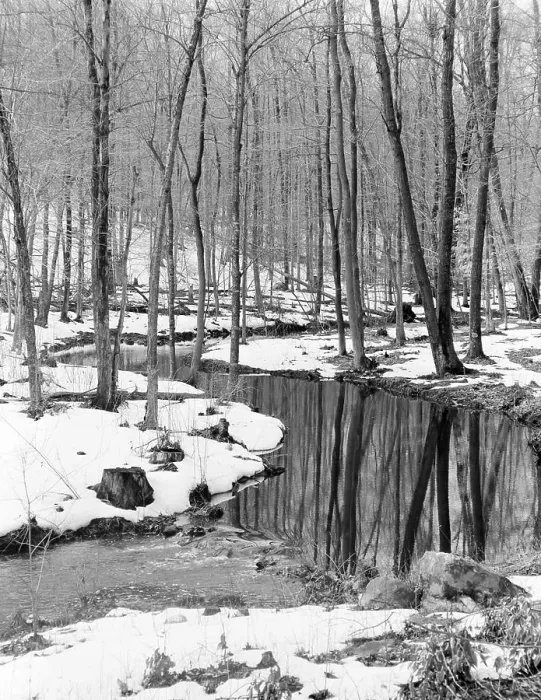 Impresión enmarcada : Bosque de invierno. Impresión enmarcada : Bosque de invierno.