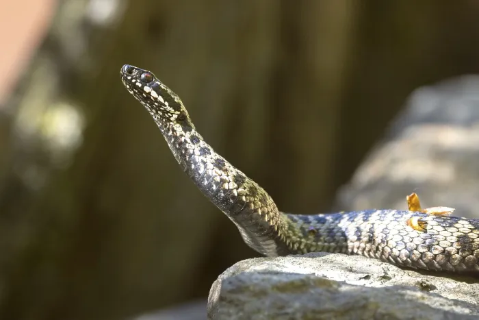 Impresión enmarcada : Vipera berus