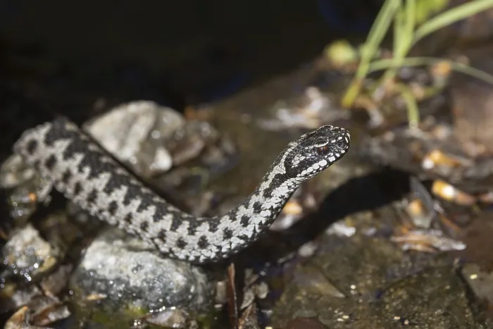 Impresión enmarcada : Vipera berus. Impresión enmarcada : Vipera berus.