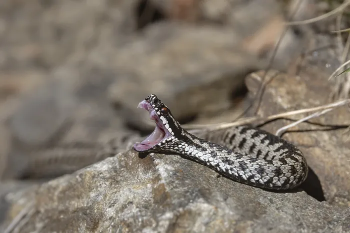 Impresión enmarcada : Vipera berus Impresión enmarcada : Vipera berus