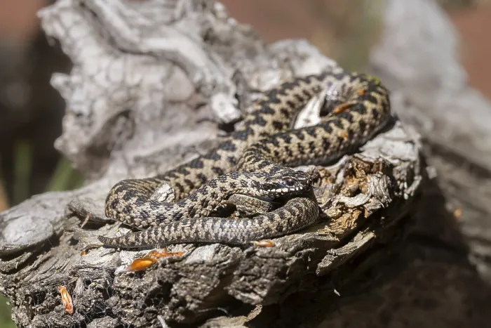 Impresión enmarcada : Vipera berus. Impresión enmarcada : Vipera berus.