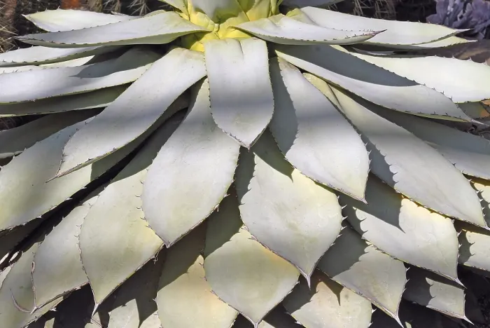 Impresión enmarcada : Agave Impresión enmarcada : Agave