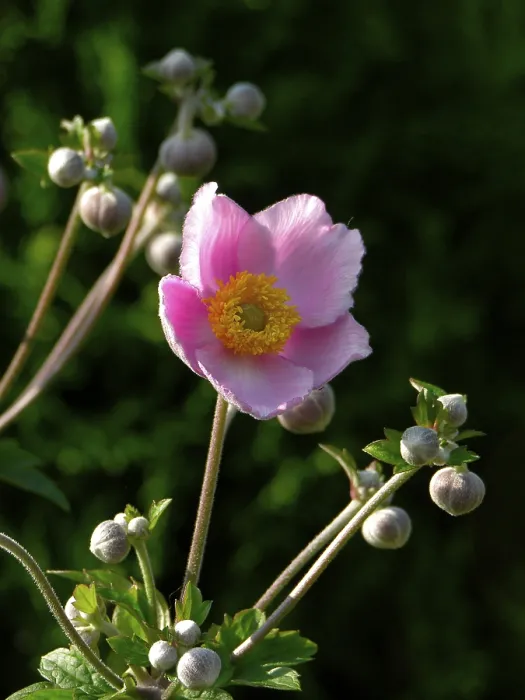 Impresión enmarcada : Anemone Impresión enmarcada : Anemone