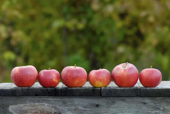 Impresión enmarcada : Apples