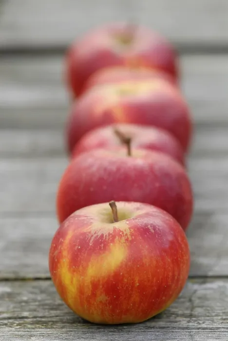 Impresión enmarcada : Apples