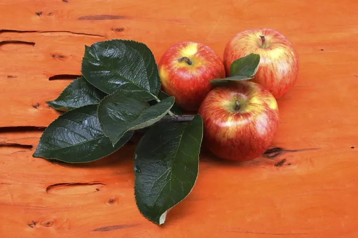 Impresión enmarcada : Apples Impresión enmarcada : Apples