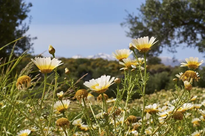 Impresión enmarcada : Aptera, primavera, prados de primavera.