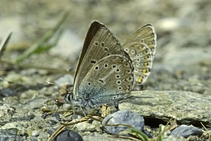 Impresión enmarcada : Aricia eumedon, Eumedonia eumedon. Impresión enmarcada : Aricia eumedon, Eumedonia eumedon.