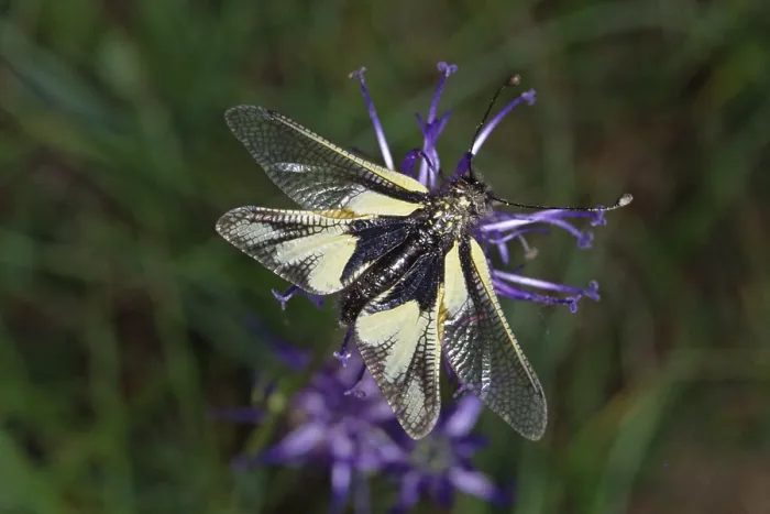 Impresión enmarcada : Ascalaphus libelloides, ala de mariposa. Impresión enmarcada : Ascalaphus libelloides, ala de mariposa.