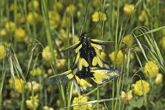 Impresión enmarcada : Ascalaphus libelluloides, ala de mariposa.