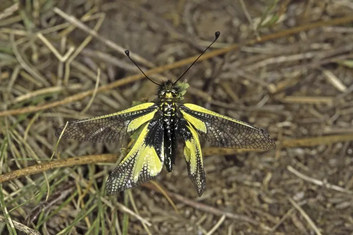 Impresión enmarcada : Ascalaphus libelluloides, ala de mariposa.