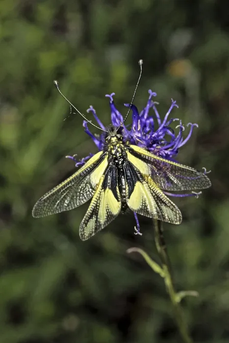 Impresión enmarcada : Ascalaphus libelluloides, ala de mariposa. Impresión enmarcada : Ascalaphus libelluloides, ala de mariposa.